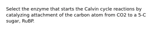 Select the enzyme that starts the Calvin cycle reactions by catalyzing attachment of the carbon atom from CO2 to a 5-C sugar, RuBP.