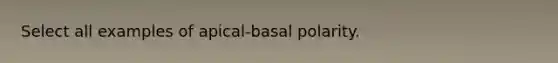 Select all examples of apical-basal polarity.