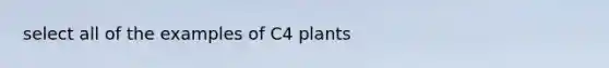 select all of the examples of C4 plants