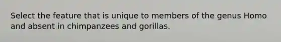 Select the feature that is unique to members of the genus Homo and absent in chimpanzees and gorillas.