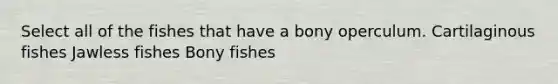 Select all of the fishes that have a bony operculum. Cartilaginous fishes Jawless fishes Bony fishes