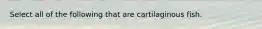 Select all of the following that are cartilaginous fish.