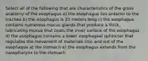 Select all of the following that are characteristics of the gross anatomy of the esophagus a) the esophagus lies anterior to the trachea b) the esophagus is 25 meters long c) the esophagus contains numerous mucus glands that produce a thick, lubricating mucus that coats the inner surface of the esophagus d) the esophagus contains a lower esophageal sphincter that regulates the movement of materials into and out of the esophagus at the stomach e) the esophagus extends from the nasopharynx to the stomach