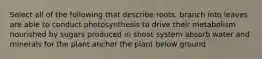 Select all of the following that describe roots. branch into leaves are able to conduct photosynthesis to drive their metabolism nourished by sugars produced in shoot system absorb water and minerals for the plant anchor the plant below ground