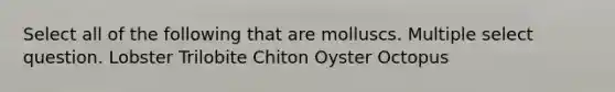 Select all of the following that are molluscs. Multiple select question. Lobster Trilobite Chiton Oyster Octopus