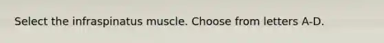 Select the infraspinatus muscle. Choose from letters A-D.