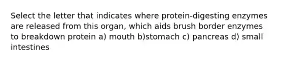 Select the letter that indicates where protein-digesting enzymes are released from this organ, which aids brush border enzymes to breakdown protein a) mouth b)stomach c) pancreas d) small intestines