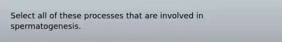Select all of these processes that are involved in spermatogenesis.