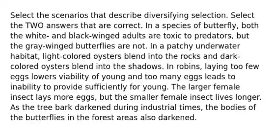 Select the scenarios that describe diversifying selection. Select the TWO answers that are correct. In a species of butterfly, both the white- and black-winged adults are toxic to predators, but the gray-winged butterflies are not. In a patchy underwater habitat, light-colored oysters blend into the rocks and dark-colored oysters blend into the shadows. In robins, laying too few eggs lowers viability of young and too many eggs leads to inability to provide sufficiently for young. The larger female insect lays more eggs, but the smaller female insect lives longer. As the tree bark darkened during industrial times, the bodies of the butterflies in the forest areas also darkened.