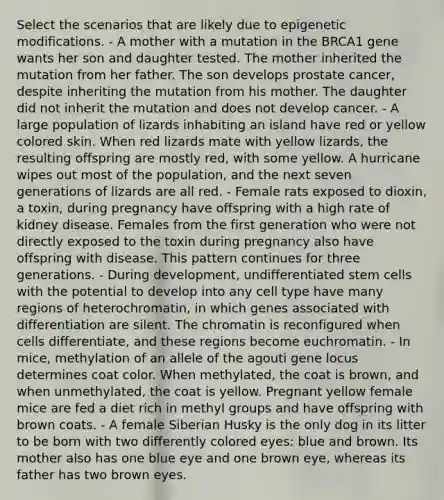 Select the scenarios that are likely due to epigenetic modifications. - A mother with a mutation in the BRCA1 gene wants her son and daughter tested. The mother inherited the mutation from her father. The son develops prostate cancer, despite inheriting the mutation from his mother. The daughter did not inherit the mutation and does not develop cancer. - A large population of lizards inhabiting an island have red or yellow colored skin. When red lizards mate with yellow lizards, the resulting offspring are mostly red, with some yellow. A hurricane wipes out most of the population, and the next seven generations of lizards are all red. - Female rats exposed to dioxin, a toxin, during pregnancy have offspring with a high rate of kidney disease. Females from the first generation who were not directly exposed to the toxin during pregnancy also have offspring with disease. This pattern continues for three generations. - During development, undifferentiated stem cells with the potential to develop into any cell type have many regions of heterochromatin, in which genes associated with differentiation are silent. The chromatin is reconfigured when cells differentiate, and these regions become euchromatin. - In mice, methylation of an allele of the agouti gene locus determines coat color. When methylated, the coat is brown, and when unmethylated, the coat is yellow. Pregnant yellow female mice are fed a diet rich in methyl groups and have offspring with brown coats. - A female Siberian Husky is the only dog in its litter to be born with two differently colored eyes: blue and brown. Its mother also has one blue eye and one brown eye, whereas its father has two brown eyes.