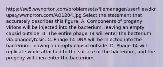 https://sw5.wwnorton.com/problemsets/filemanager/userfiles/dkrupa@wwnorton.com/AQ1204.jpg Select the statement that accurately describes this figure. A. Components of progeny virions will be injected into the bacterium, leaving an empty capsid outside. B. The entire phage T4 will enter the bacterium via phagocytosis. C. Phage T4 DNA will be injected into the bacterium, leaving an empty capsid outside. D. Phage T4 will replicate while attached to the surface of the bacterium, and the progeny will then enter the bacterium.