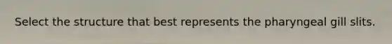 Select the structure that best represents the pharyngeal gill slits.