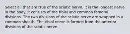 Select all that are true of the sciatic nerve. It is the longest nerve in the body. It consists of the tibial and common femoral divisions. The two divisions of the sciatic nerve are wrapped in a common sheath. The tibial nerve is formed from the anterior divisions of the sciatic nerve.