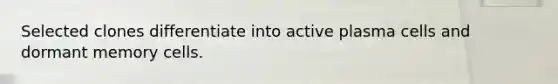 Selected clones differentiate into active plasma cells and dormant memory cells.