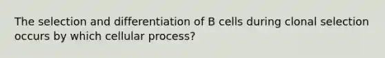 The selection and differentiation of B cells during clonal selection occurs by which cellular process?