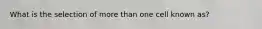 What is the selection of more than one cell known as?