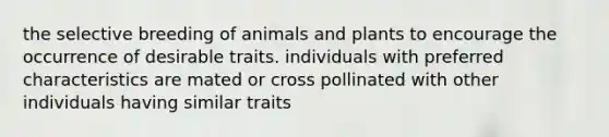 the selective breeding of animals and plants to encourage the occurrence of desirable traits. individuals with preferred characteristics are mated or cross pollinated with other individuals having similar traits