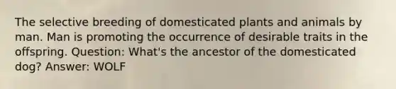 The selective breeding of domesticated plants and animals by man. Man is promoting the occurrence of desirable traits in the offspring. Question: What's the ancestor of the domesticated dog? Answer: WOLF