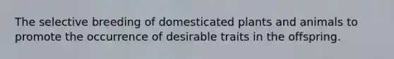 The selective breeding of domesticated plants and animals to promote the occurrence of desirable traits in the offspring.