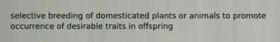 selective breeding of domesticated plants or animals to promote occurrence of desirable traits in offspring