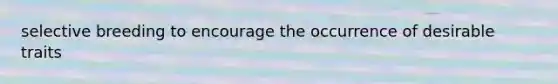 selective breeding to encourage the occurrence of desirable traits