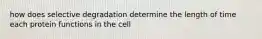 how does selective degradation determine the length of time each protein functions in the cell