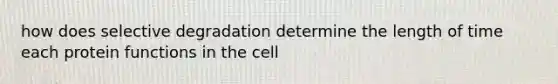 how does selective degradation determine the length of time each protein functions in the cell