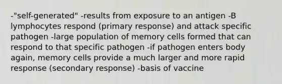 -"self-generated" -results from exposure to an antigen -B lymphocytes respond (primary response) and attack specific pathogen -large population of memory cells formed that can respond to that specific pathogen -if pathogen enters body again, memory cells provide a much larger and more rapid response (secondary response) -basis of vaccine