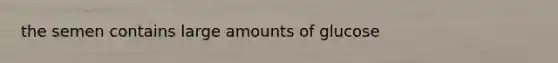 the semen contains large amounts of glucose