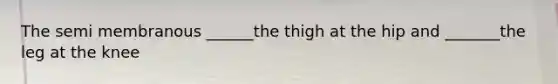 The semi membranous ______the thigh at the hip and _______the leg at the knee