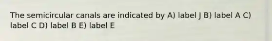 The semicircular canals are indicated by A) label J B) label A C) label C D) label B E) label E