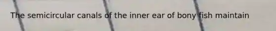 The semicircular canals of the inner ear of bony fish maintain