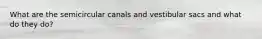 What are the semicircular canals and vestibular sacs and what do they do?