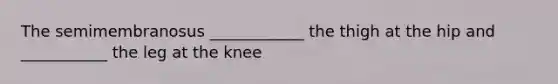 The semimembranosus ____________ the thigh at the hip and ___________ the leg at the knee