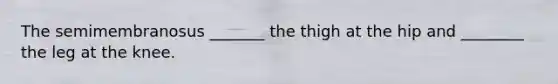 The semimembranosus _______ the thigh at the hip and ________ the leg at the knee.