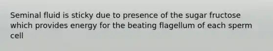 Seminal fluid is sticky due to presence of the sugar fructose which provides energy for the beating flagellum of each sperm cell