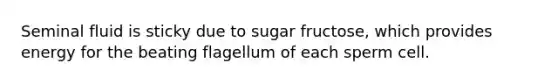 Seminal fluid is sticky due to sugar fructose, which provides energy for the beating flagellum of each sperm cell.