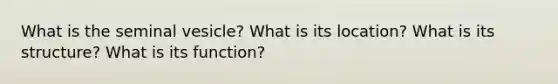 What is the seminal vesicle? What is its location? What is its structure? What is its function?