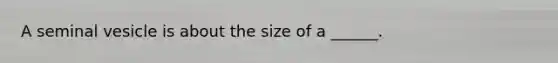 A seminal vesicle is about the size of a ______.