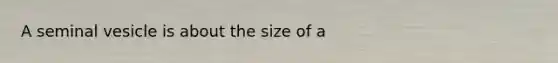 A seminal vesicle is about the size of a