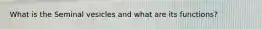 What is the Seminal vesicles and what are its functions?