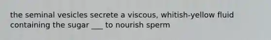 the seminal vesicles secrete a viscous, whitish-yellow fluid containing the sugar ___ to nourish sperm