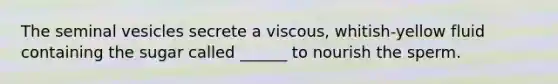 The seminal vesicles secrete a viscous, whitish-yellow fluid containing the sugar called ______ to nourish the sperm.