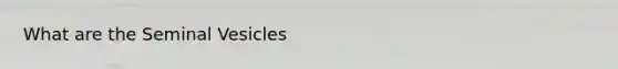 What are the Seminal Vesicles