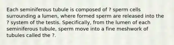 Each seminiferous tubule is composed of ? sperm cells surrounding a lumen, where formed sperm are released into the ? system of the testis. Specifically, from the lumen of each seminiferous tubule, sperm move into a fine meshwork of tubules called the ?.