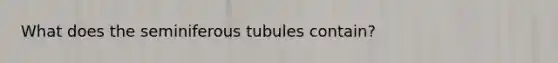 What does the seminiferous tubules contain?