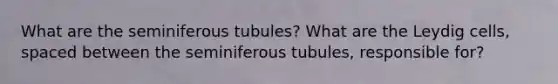 What are the seminiferous tubules? What are the Leydig cells, spaced between the seminiferous tubules, responsible for?