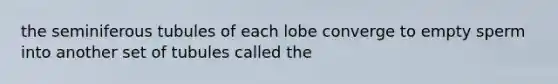 the seminiferous tubules of each lobe converge to empty sperm into another set of tubules called the