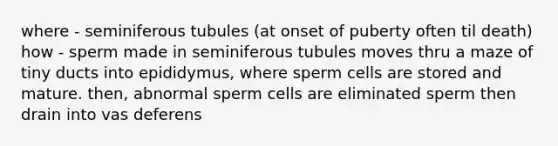 where - seminiferous tubules (at onset of puberty often til death) how - sperm made in seminiferous tubules moves thru a maze of tiny ducts into epididymus, where sperm cells are stored and mature. then, abnormal sperm cells are eliminated sperm then drain into vas deferens