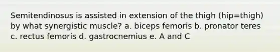 Semitendinosus is assisted in extension of the thigh (hip=thigh) by what synergistic muscle? a. biceps femoris b. pronator teres c. rectus femoris d. gastrocnemius e. A and C